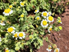 Perityle socorrosensis