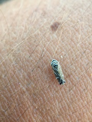 Cochlorhinus bidentatus