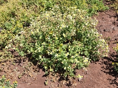 Perityle socorrosensis