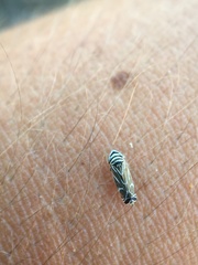 Cochlorhinus bidentatus