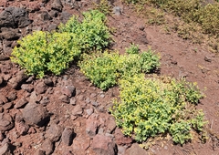 Perityle socorrosensis