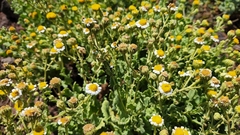 Perityle socorrosensis