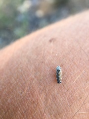 Cochlorhinus bidentatus