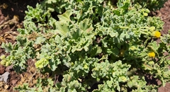 Perityle socorrosensis