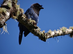 Cyanocorax caeruleus