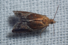 Ancylis obtusana