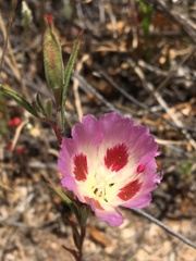Clarkia speciosa