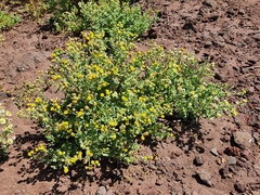 Perityle socorrosensis