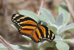 Eresia phillyra phillyra