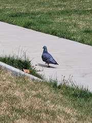 Columba livia domestica