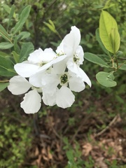 Exochorda
