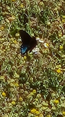 Battus philenor insularis