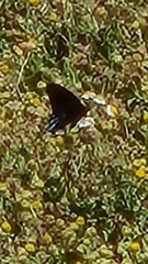 Battus philenor insularis