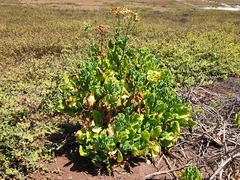 Nicotiana stocktonii