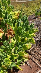 Nicotiana stocktonii