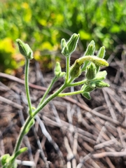 Nicotiana stocktonii