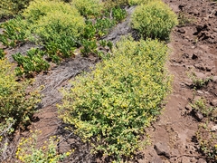 Perityle socorrosensis