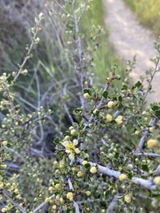 Purshia tridentata
