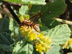 Polistes dorsalis clarionensis