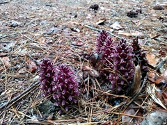 Kopsiopsis strobilacea