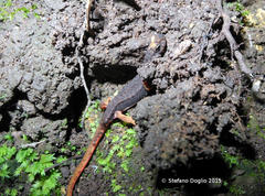 Salamandrina perspicillata