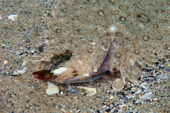 Pseudorhombus jenynsii