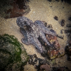 Octopus hubbsorum