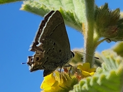 Strymon istapa clarionica