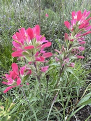 Castilleja purpurea