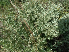 Atriplex rusbyi