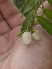 Vallesia laciniata