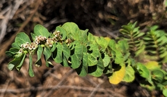 Euphorbia anthonyi