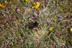 Bombus coccineus