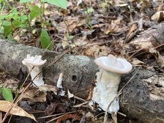 Mycorrhaphium adustum