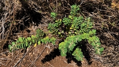 Euphorbia anthonyi