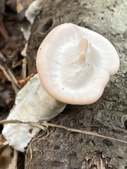 Mycorrhaphium adustum