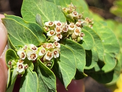 Euphorbia anthonyi