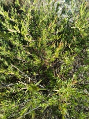 Lophopappus foliosus