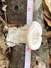 Mycorrhaphium adustum