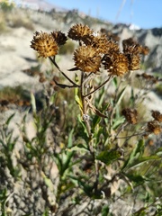 Verbesina boliviana
