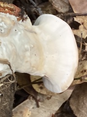 Mycorrhaphium adustum