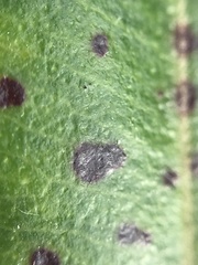 Blastacervulus metrosideri