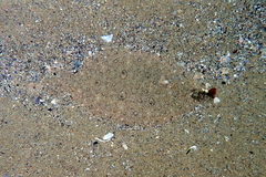 Pseudorhombus jenynsii