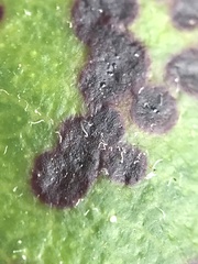 Blastacervulus metrosideri