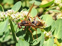 Polistes dorsalis clarionensis