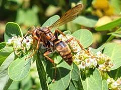 Polistes dorsalis clarionensis