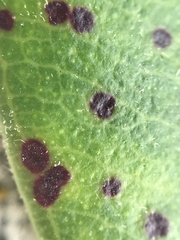 Blastacervulus metrosideri