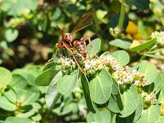 Polistes dorsalis clarionensis