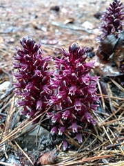 Kopsiopsis strobilacea