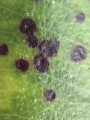 Blastacervulus metrosideri